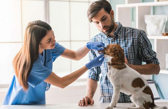 Nicht alle Vorgesetzten reagieren kulant, wenn ein Haustier eines Angestellten erkrankt und zum Tierarzt gebracht werden muss. ( Foto: Adobe Stock - VadimGuzhva )